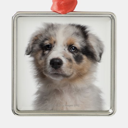 Blue Merle Australian Shepherd puppy close-up Metalen Ornament (Voorkant)