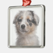 Blue Merle Australian Shepherd puppy close-up Metalen Ornament (Links)