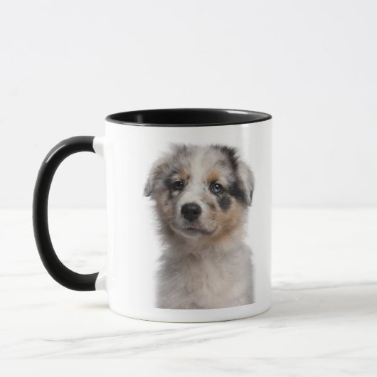Blue Merle Australian Shepherd puppy close-up Mok (Links)