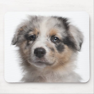 Blue Merle Australian Shepherd puppy close-up Muismat