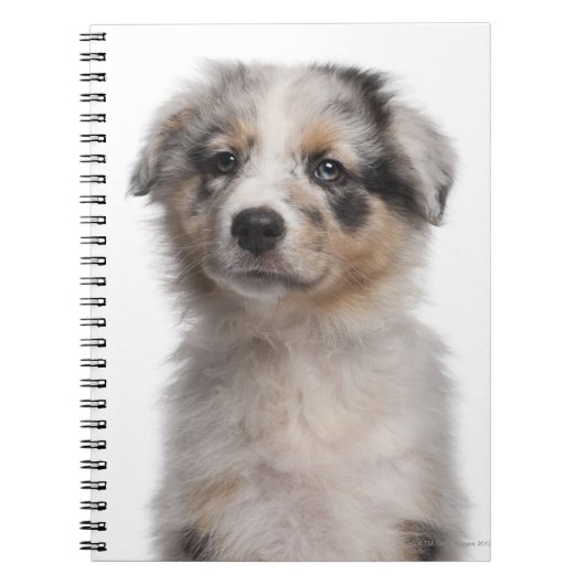 Blue Merle Australian Shepherd puppy close-up Notitieboek (Voorkant)
