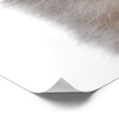 Blue Merle Australian Shepherd puppy close-up Poster (Hoek)