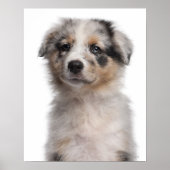 Blue Merle Australian Shepherd puppy close-up Poster (Voorkant)