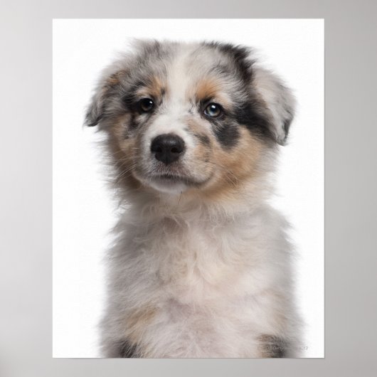 Blue Merle Australian Shepherd puppy close-up Poster (Voorkant)