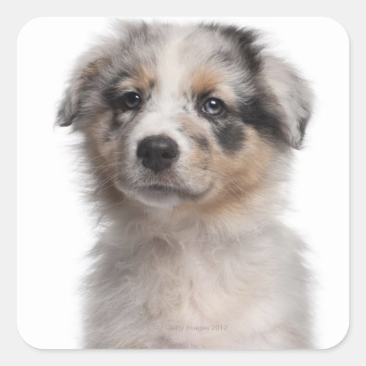 Blue Merle Australian Shepherd puppy close-up Vierkante Sticker (Voorkant)