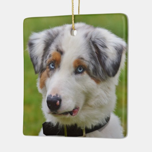 Blue Merle Australian Shepherd Puppy Keramisch Ornament (Links)