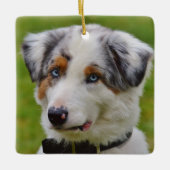 Blue Merle Australian Shepherd Puppy Keramisch Ornament (Voorkant)