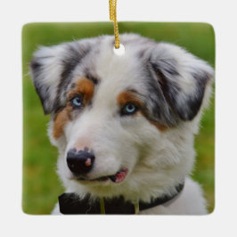 Blue Merle Australian Shepherd Puppy Keramisch Ornament