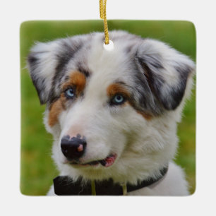 Blue Merle Australian Shepherd Puppy Keramisch Ornament