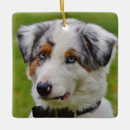 Blue Merle Australian Shepherd Puppy Keramisch Ornament (Voorkant)