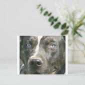 blue merle catahoula.png briefkaart (Staand voorkant)