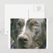 blue merle catahoula.png briefkaart (Voorkant / Achterkant)