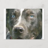 blue merle catahoula.png briefkaart (Voorkant)