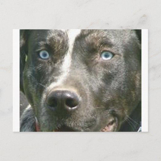 blue merle catahoula.png briefkaart (Voorkant)