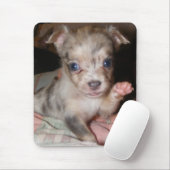 Blue Merle Chihuahua 1 Muismat (Met muis)