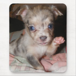 Blue Merle Chihuahua 1 Muismat