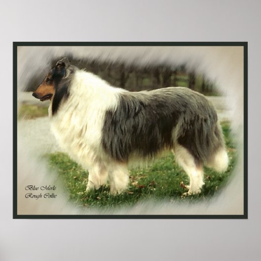 Blue Merle Collie Art Print (Voorkant)