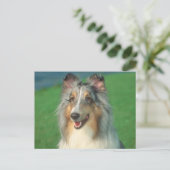 Blue Merle Collie Briefkaart (Staand voorkant)