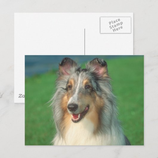 Blue Merle Collie Briefkaart (Voorkant / Achterkant)