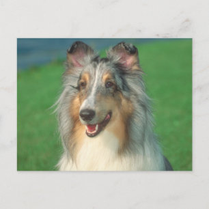 Blue Merle Collie Briefkaart