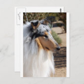 Blue Merle Collie Portrait Briefkaart (Voorkant / Achterkant)