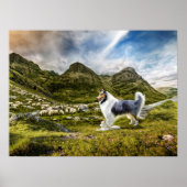 Blue Merle Collie Sheep herding in Highlands - Poster (Voorkant)