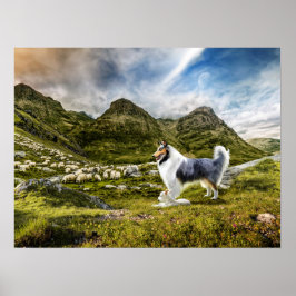Blue Merle Collie Sheep herding in Highlands - Poster