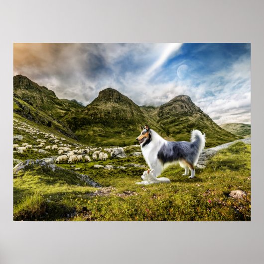 Blue Merle Collie Sheep herding in Highlands - Poster (Voorkant)