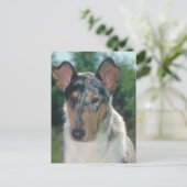 Blue Merle Collie Smooth Coat Briefkaart (Staand voorkant)