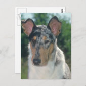 Blue Merle Collie Smooth Coat Briefkaart (Voorkant / Achterkant)