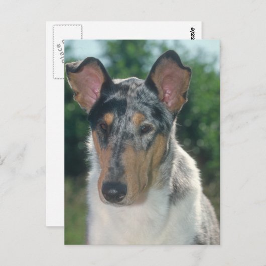 Blue Merle Collie Smooth Coat Briefkaart (Voorkant / Achterkant)