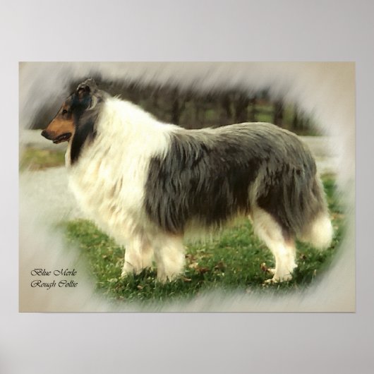 Blue Merle Rough Collie Art Gifts Poster (Voorkant)