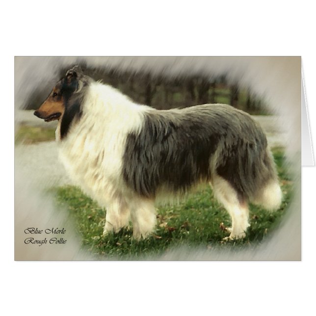 Blue Merle Rough Collie Art Kaarten Cadeaus (Voorkant Horizontaal)