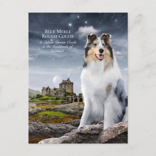 Blue Merle Rough Collie at Eilean Donan Castle - Briefkaart (Voorkant)