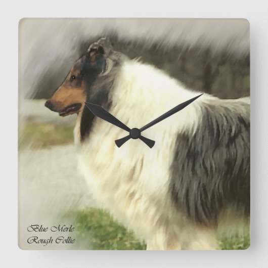 Blue Merle Rough Collie Gifts Vierkante Klok (Voorkant)