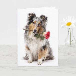 Blue Merle Sheltie Valentijn – Teder Devotie Kaart