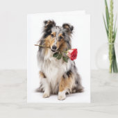 Blue Merle Sheltie Valentine – Teder Devotie Kaart (Voorkant)