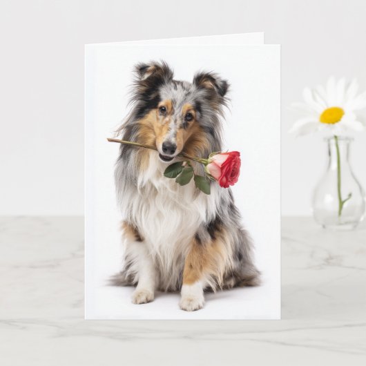 Blue Merle Sheltie Valentine – Teder Devotie Kaart (Kleine Plant)