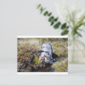 Blue Merle Shetland Sheepdog Briefkaart (Staand voorkant)