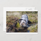 Blue Merle Shetland Sheepdog Briefkaart (Voorkant / Achterkant)