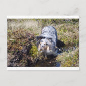 Blue Merle Shetland Sheepdog Briefkaart (Voorkant)