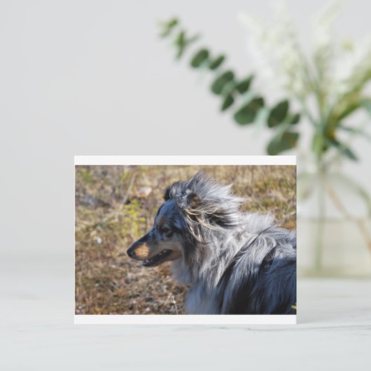 Blue Merle Shetland Sheepdog Briefkaart (Staand voorkant)