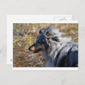 Blue Merle Shetland Sheepdog Briefkaart (Voorkant / Achterkant)