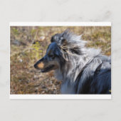 Blue Merle Shetland Sheepdog Briefkaart (Voorkant)