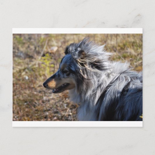 Blue Merle Shetland Sheepdog Briefkaart (Voorkant)