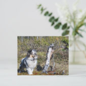 Blue Merle Shetland Sheepdog Dog Briefkaart (Staand voorkant)