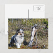 Blue Merle Shetland Sheepdog Dog Briefkaart (Voorkant / Achterkant)