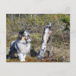 Blue Merle Shetland Sheepdog Dog Briefkaart