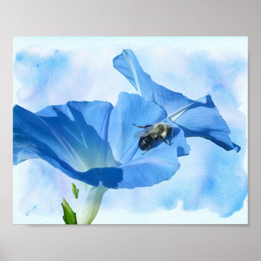 Blue Morning Glory en hommel Poster (Voorkant)