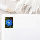 Blue Morning Glory Flower Label (Insitu)